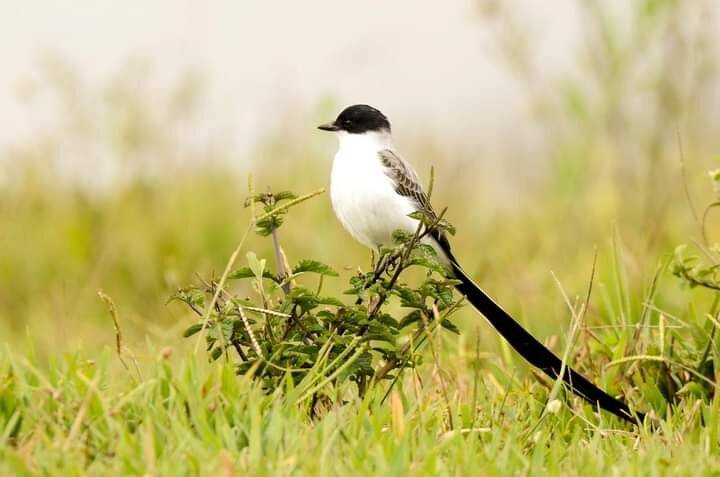 Ruta Tyrannus Savana