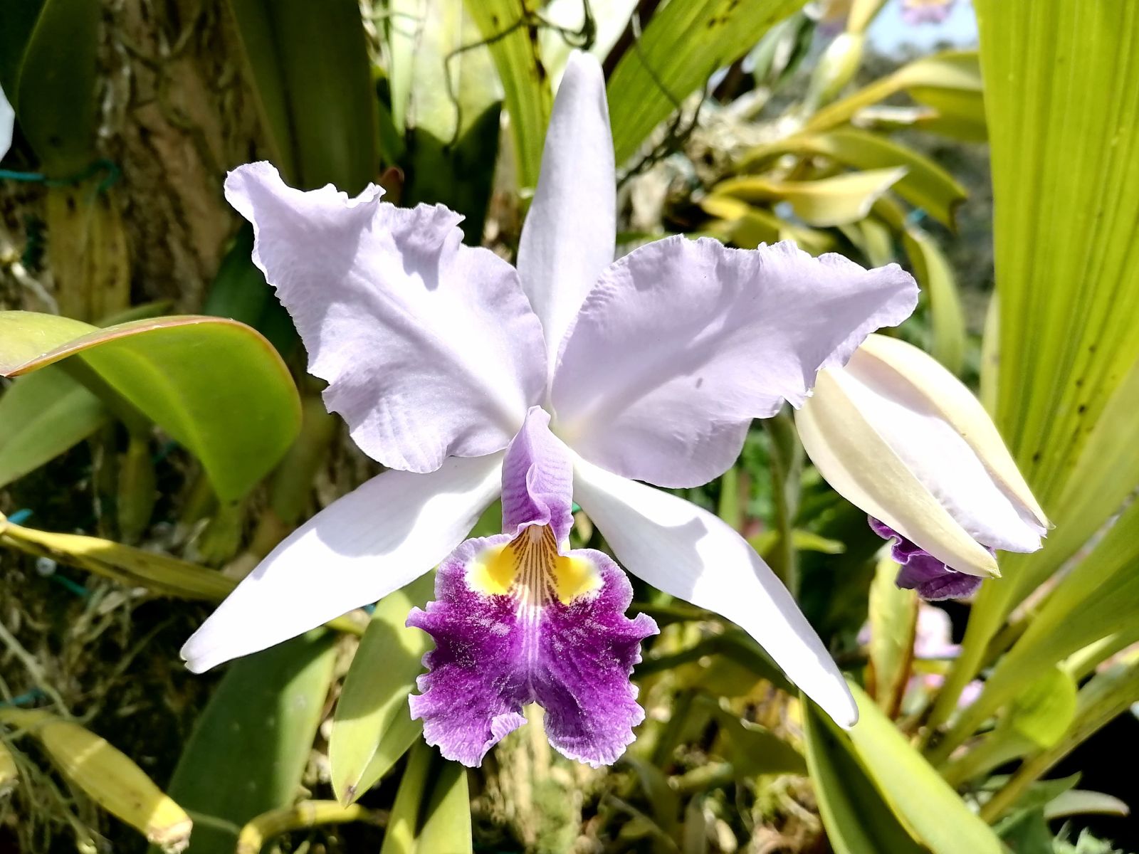 Experimenta ser Orquidmente